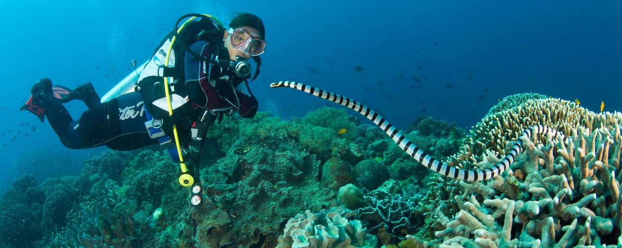 Plongée à Apo Island et Siquijor © Atlantis Dive Shop