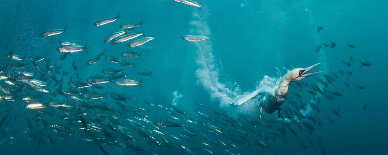 Sardine Run
Afrique du Sud