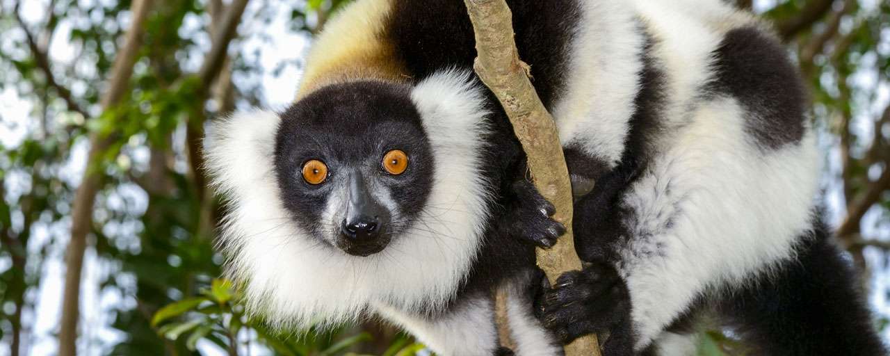 Lémurien
Madagascar