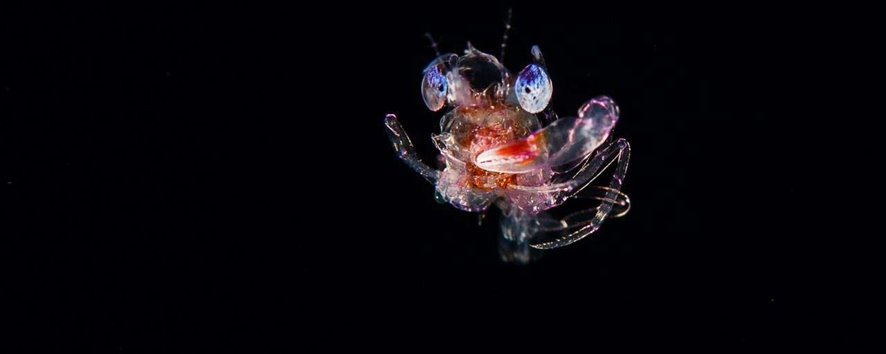 Plongée Blackwater à Hawaii © Greg Lecoeur