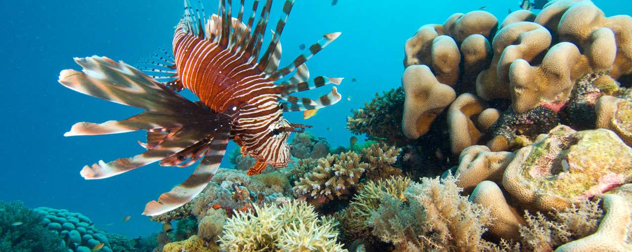 Mafia Island
Tanzanie