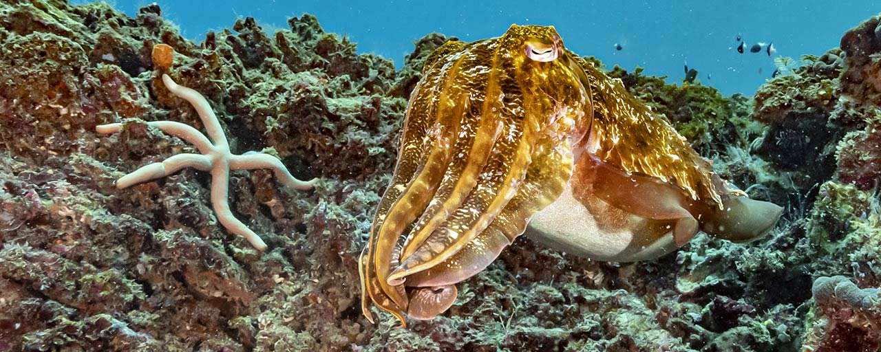 Plongée au Kenya © Extra Divers - Temple Point