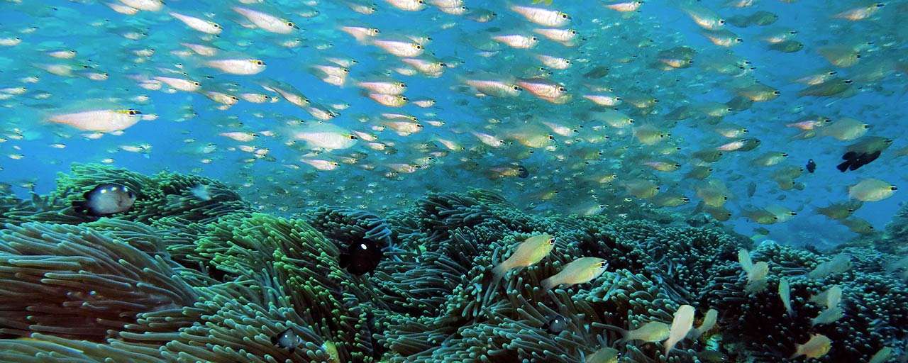 Plongée Watamu au Kenya © Extra Divers - Temple Point