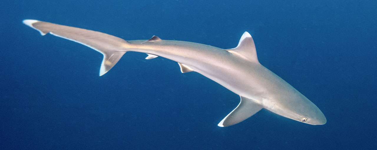 Plongée à Ponta de Ouro © Shutterstock - Izen Kai