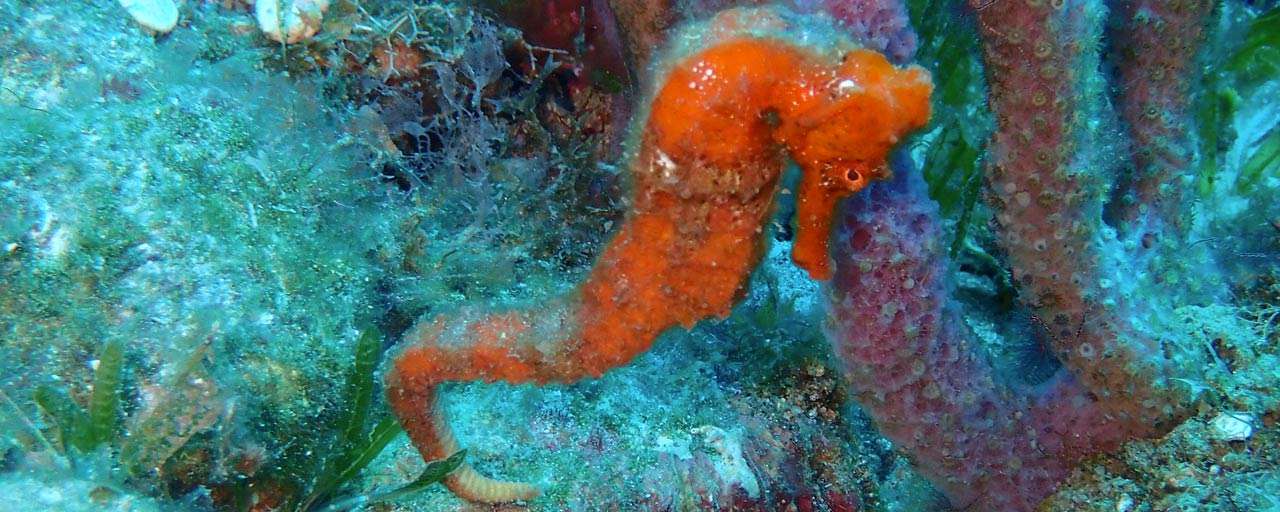 Plongée à Portsmouth © Cabrits Dive Center