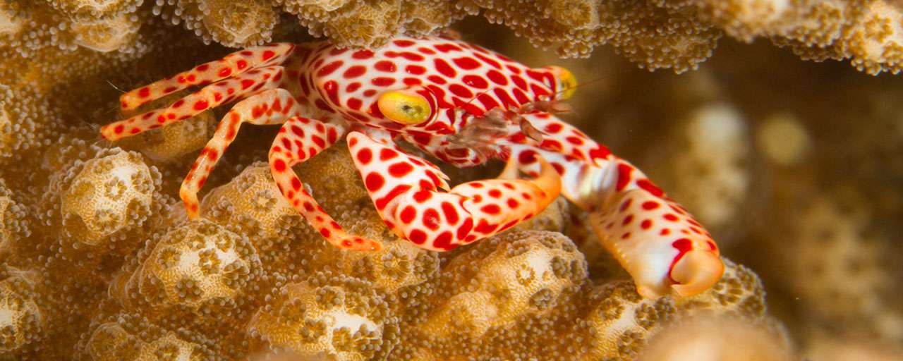 Indonésie - Moluques © Extra divers