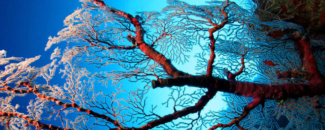 Cabilao - Bohol © DOT Philippines