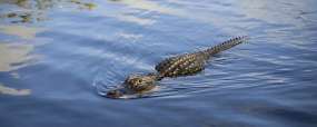 Alligator dans les Everglades © GMCVB