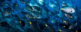 Sao Vicente © Dive Trib - Sofia Monteiro
