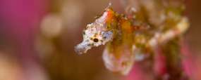Détroit de Lembeh © Eco Divers Lembeh © Christian Loader