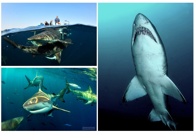 Plongée requins à Aliwal Shoal en Afrique du Sud